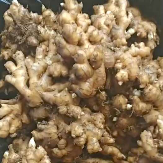 兴义市出售贵州小黄姜