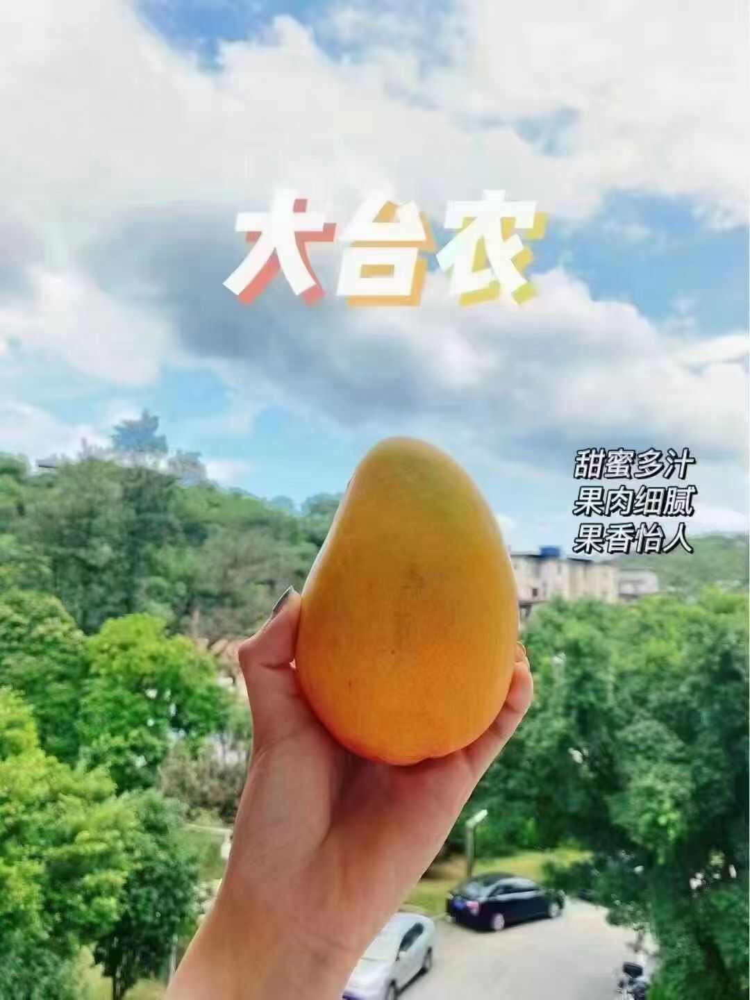 芒果批發(fā)8