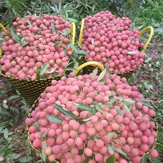 钦州广西钦州市黑叶荔产地直发