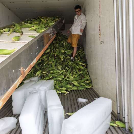 渠县精选水果玉米8两起，500亩，四川达州渠县