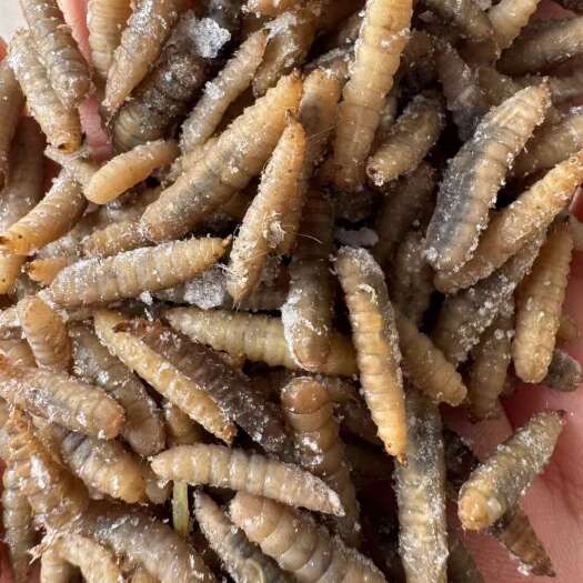 黑水虻冻虫