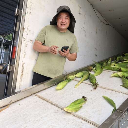 渠县水果玉米，进厂货，8两以下，适合工厂电商