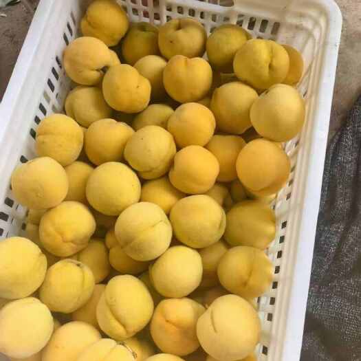 蒙阴县山东蒙阴黄桃2两果一件代发纯甜黄毛桃 净重4.5斤