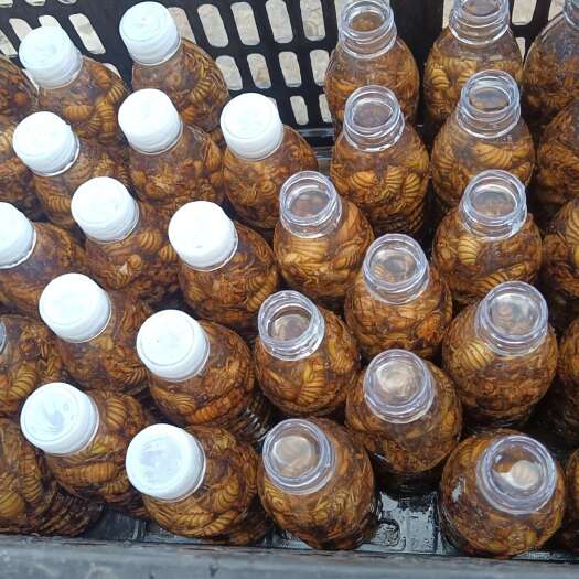 商洛松蝉，电商货。