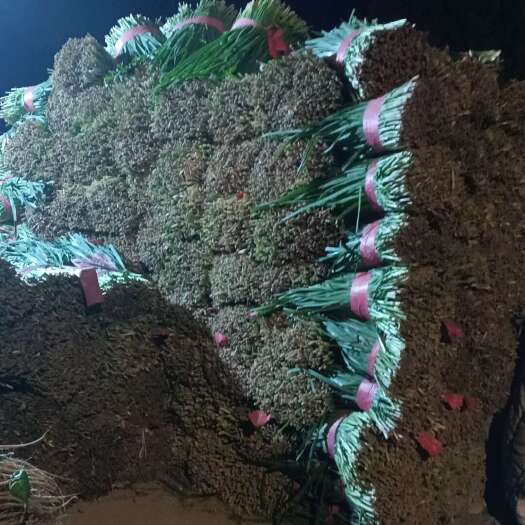 红根韭菜，万亩基地，基地直供，欢迎电商市场老板来电洽谈