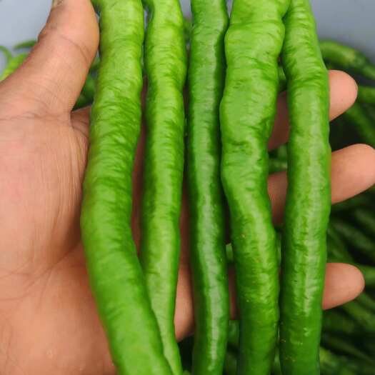 米易县二荆条