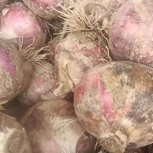 红皮洋葱