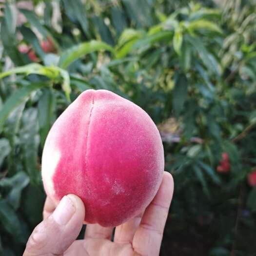 甘肃天水水蜜桃