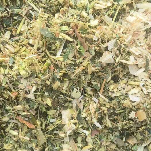甜玉米秸秆青储草料