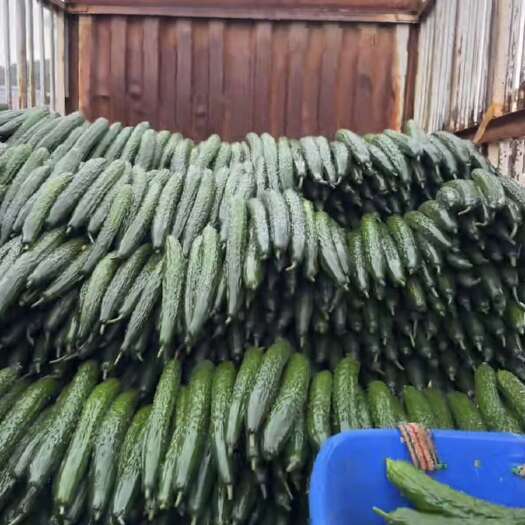 安顺贵州安顺刺黄瓜 新鲜蔬菜瓜菜类直供