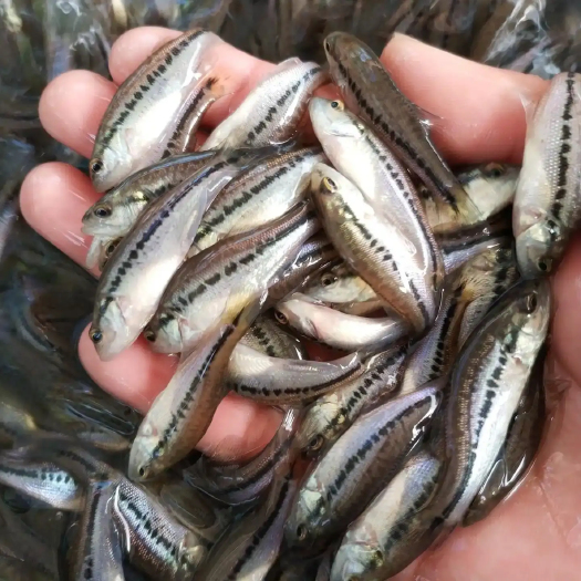 孝感鲈鱼苗