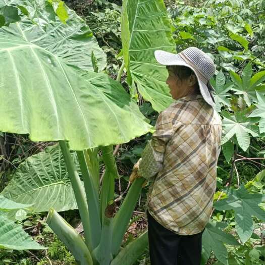 大叶绿植象耳芋