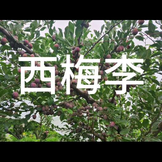 茂县西梅李