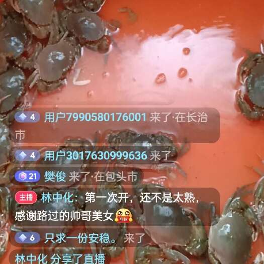 龙港本地小青蟹