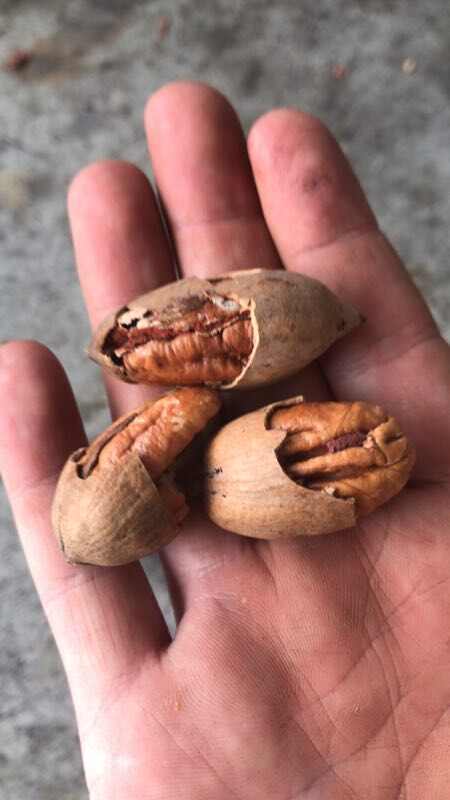 碧根果仁整片