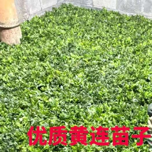 利川市黄连苗湖北恩施利川包扯好农户自种 人工除草