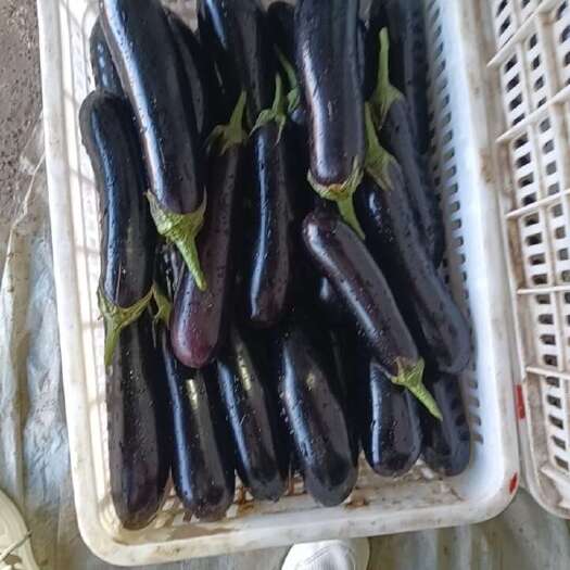 菏泽黑长茄