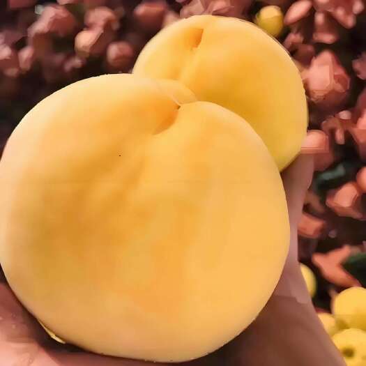 永济市黄金蜜10号 绒毛脆桃 果型好 产地有货！