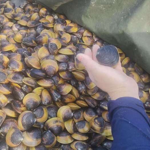 黄金蚬