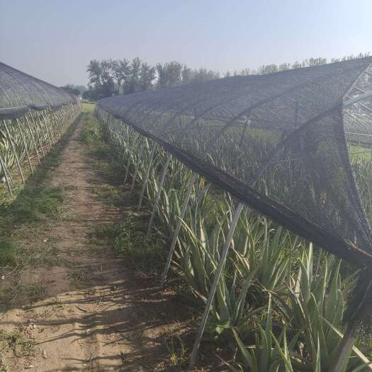 周口大课芦荟