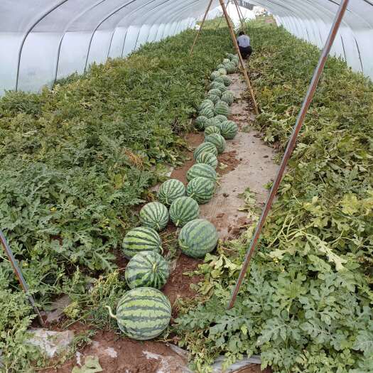 永清县专业种植无籽美都麒麟西瓜高糖度高密度薄皮红瓤入口化渣
