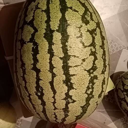 靖远县甘肃靖远石头缝里的瓜