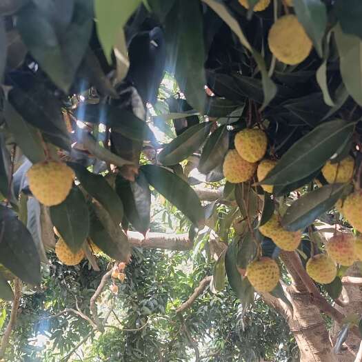 广东东莞观音绿荔枝新鲜水果热带品种直供