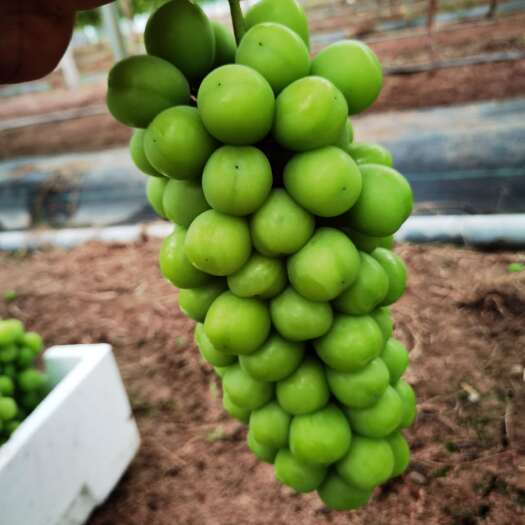 新沂市阳光玫瑰 各种规格精品果1，2，3级果大量有货低糖15起