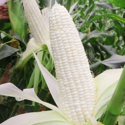 东光县种植香甜糯玉米