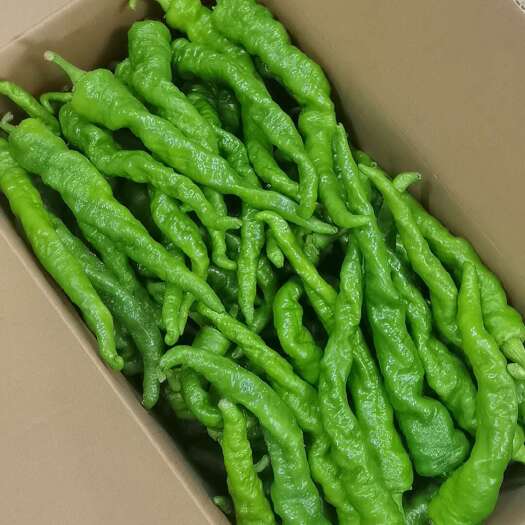 湘菜馆专用辣椒！