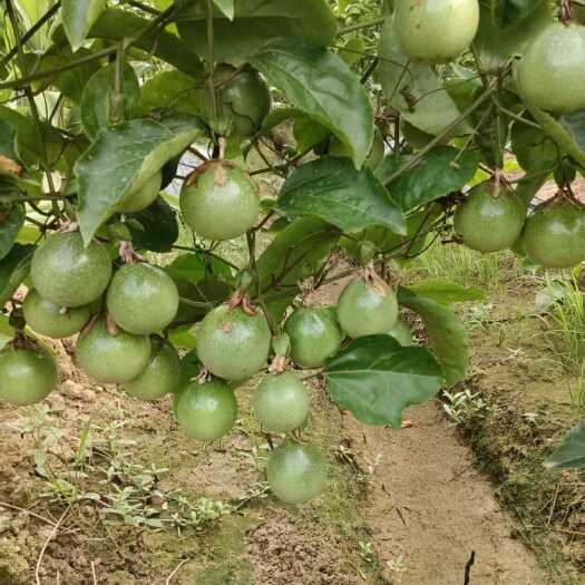 黄金百香果