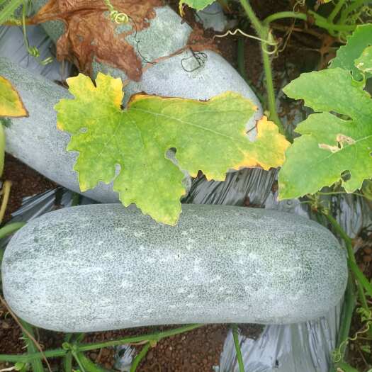 宾阳县毛节瓜大量货源有需要的客户可联系我