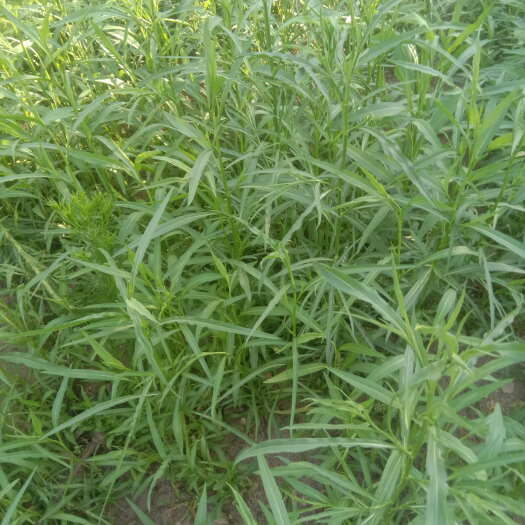 延津县河南新乡延津紫菀中药材根茎类批发