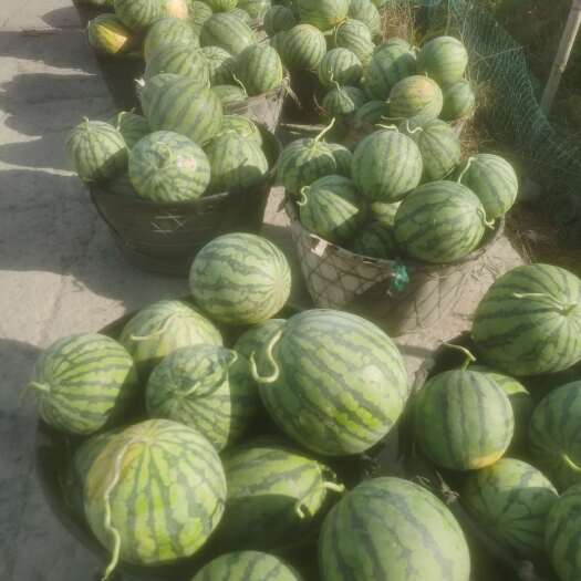 平阳县8424西瓜