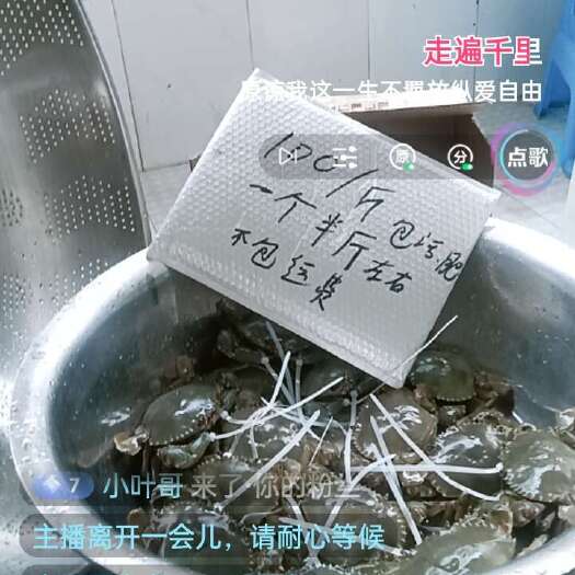 龙港青蟹