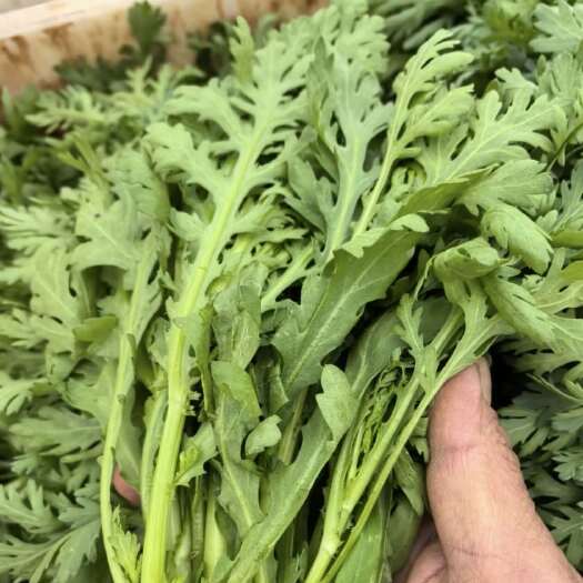 威宁县威宁茼蒿菜