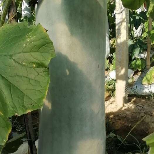 优质白皮冬瓜，个大皮白 需要的可联系