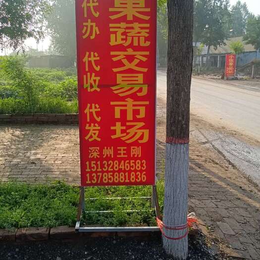 深州市毛桃主产区