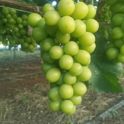 新沂市江苏新沂阳光玫瑰葡萄