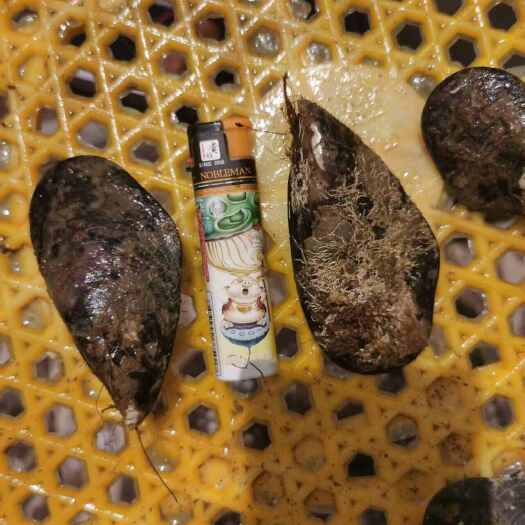连江县厚壳贻贝（青口）