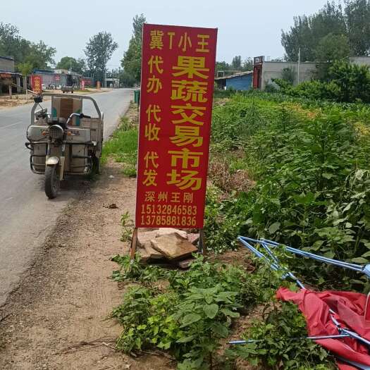 深州市紫皮杂交大蒜，把子蒜大量供应中