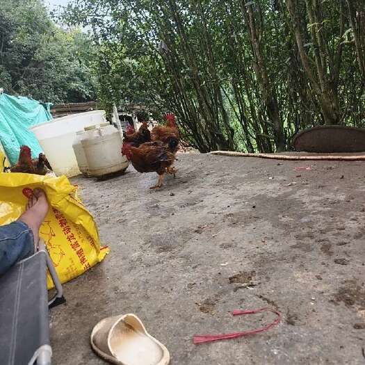 丘北县茶园三黄鸡