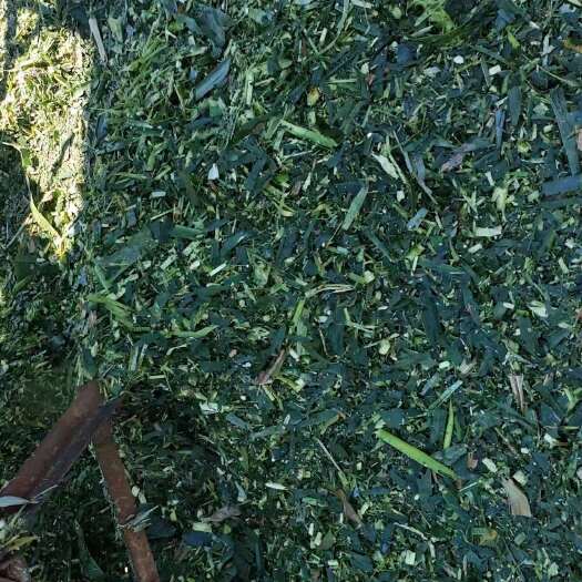 仁化县甜玉米秸秆青储草料