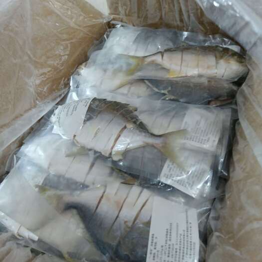 钦州金鲳鱼每日记录日常