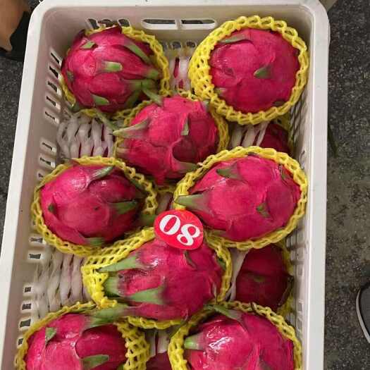 火龙果大量批发
