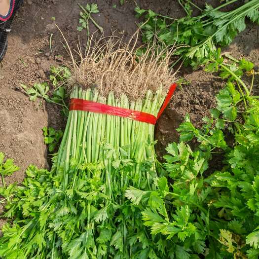 梨树县芹菜产区，大量有货，有需要的老板可以联系我