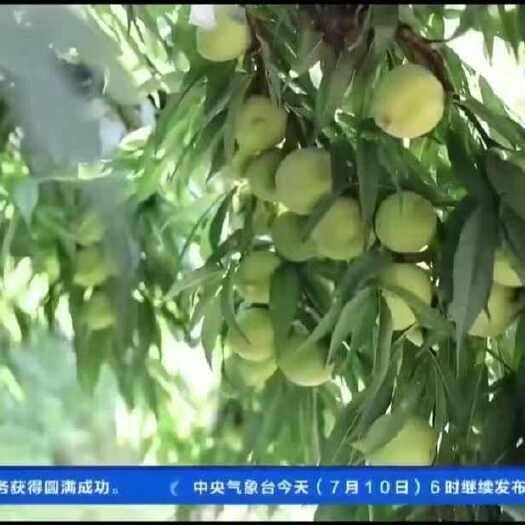 寻乌县赣南寻乌鹰嘴桃，脆甜爽口，纯甜无酸，产地直发