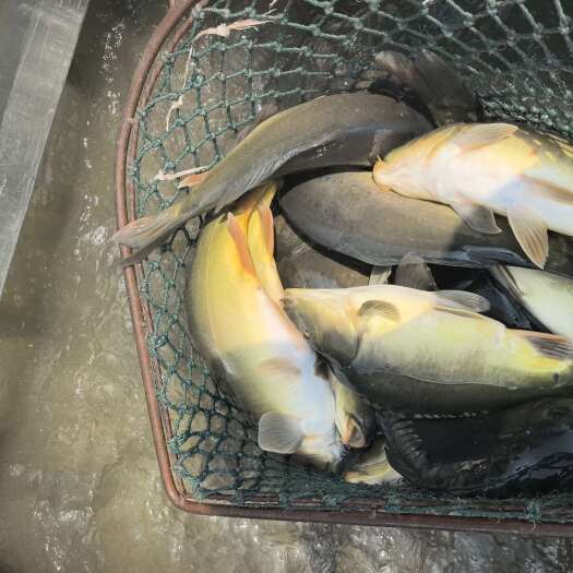 荆州镜鲤