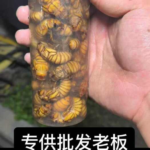 一手货源金蝉知了猴，欢迎批发老板，支持一件代发！
