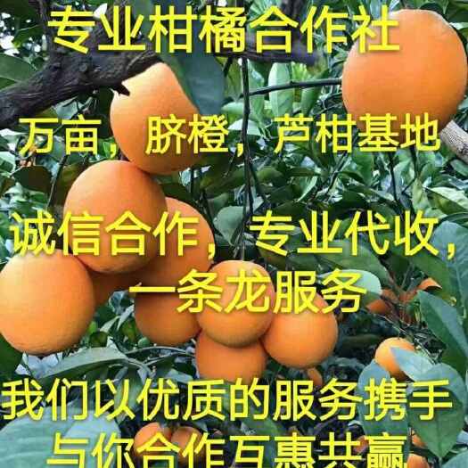 永顺县猕猴桃绿心产地